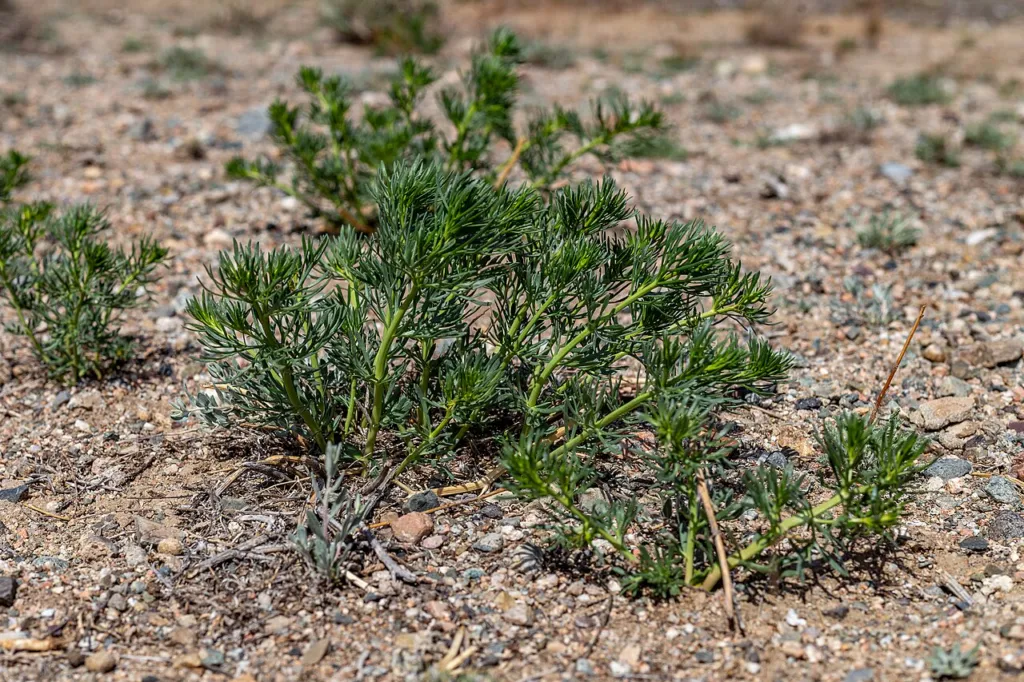 Harmal on dry steppe in Altyn-Emel National Park, Kazakhstan.
