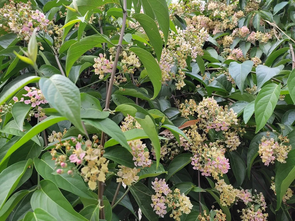 Flowers of Banisteriopsis caapi, the ayahuasca vine and the other major β-carboline source discussed in this chapter.