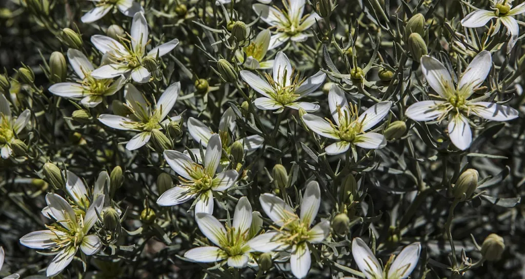 Peganum harmala in flower, Mazandaran Province, Iran