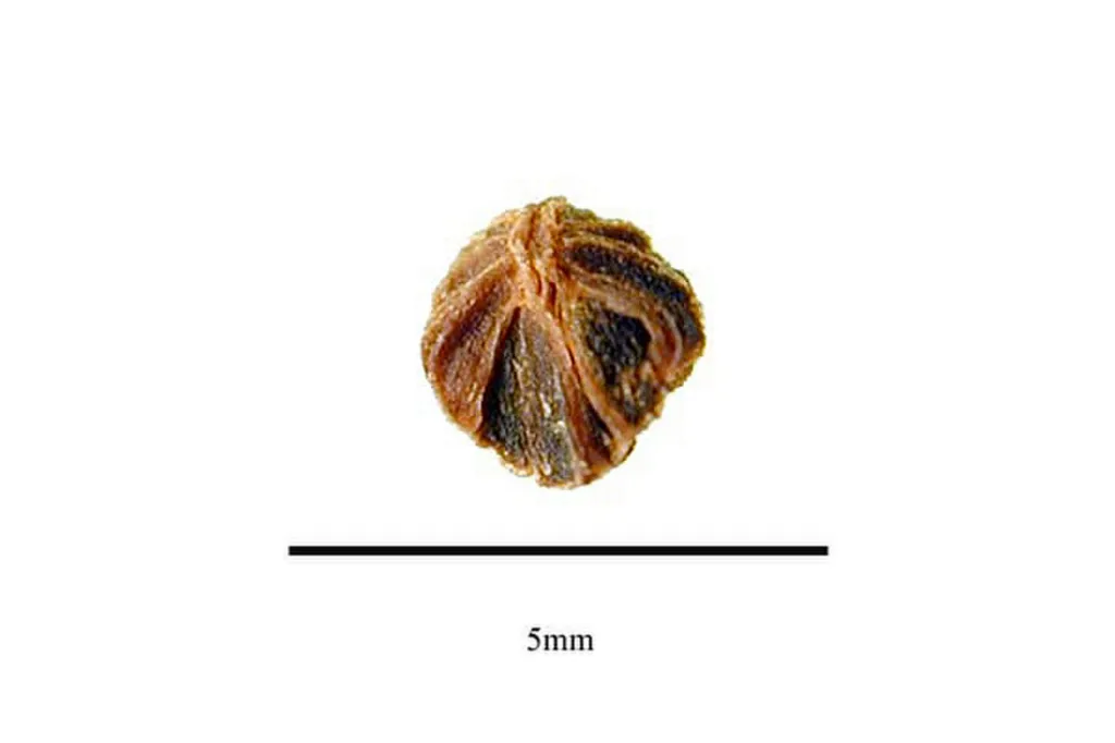 A cluster of harmal seeds (scale bar 5 mm). The seed is the alkaloid-dense part of the plant and the part behind the poisoning reports in this chapter.