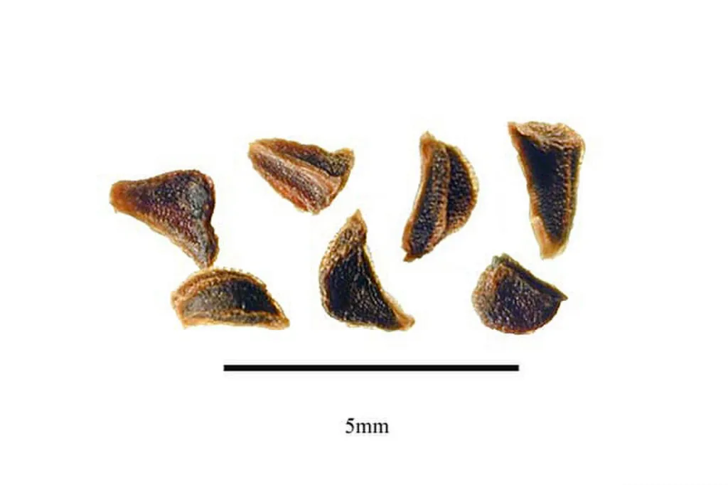 Peganum harmala seeds