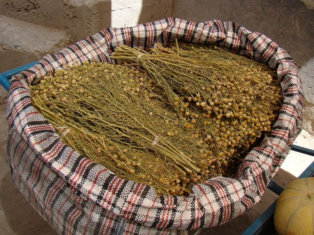 Dried harmal sold by the bundle at a market in Kentau, Kazakhstan: exactly the kind of traded material that needs authenticating.