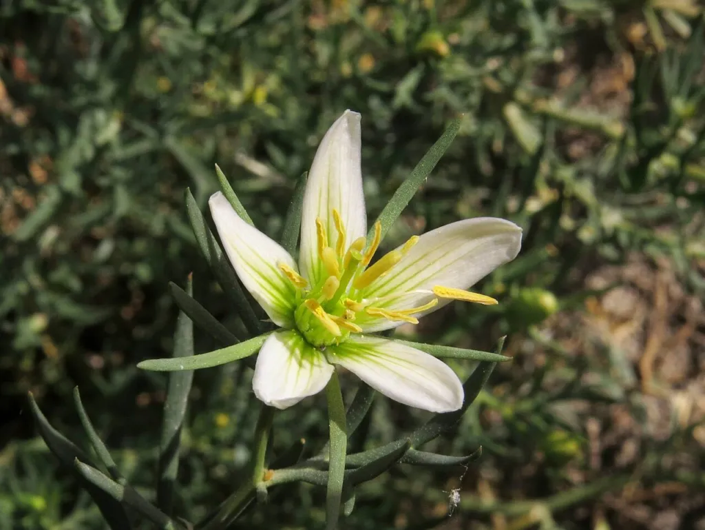 Close-up of the flower, near Madrid, Spain.
