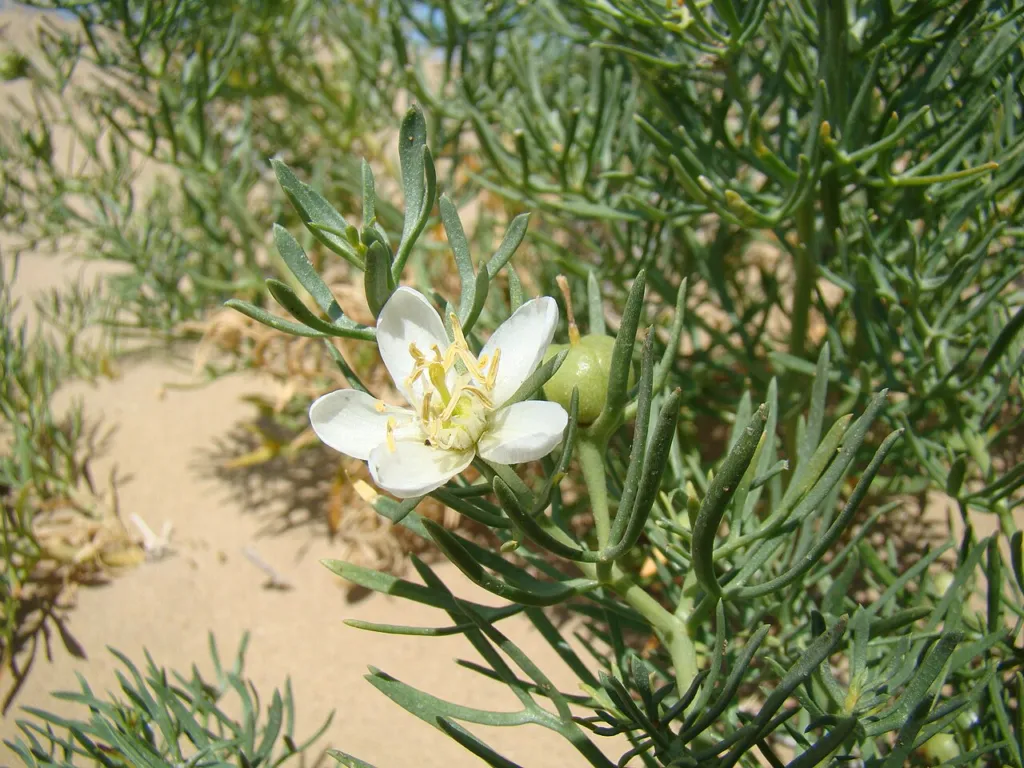 Harmal flower and leaf lobes on sandy ground near Baikonur, Kazakhstan.
