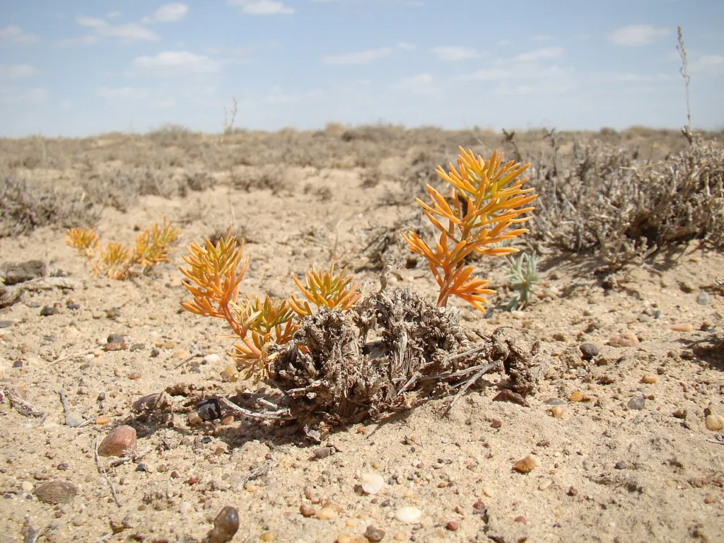 Peganum harmala shoots in sandy steppe near Baikonur, Kazakhstan