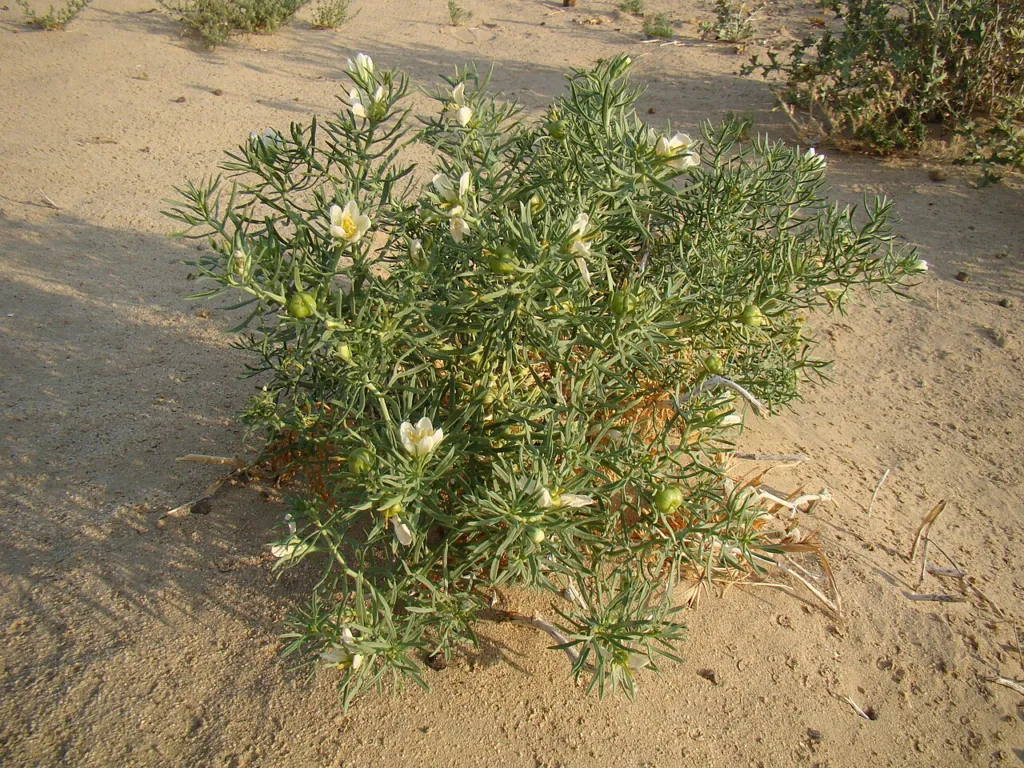 A flowering harmal bush in sand near Baikonur, Kazakhstan.