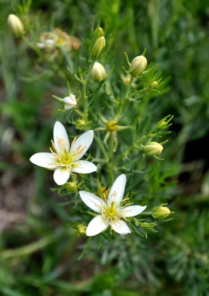 Peganum harmala in flower, Georgia.