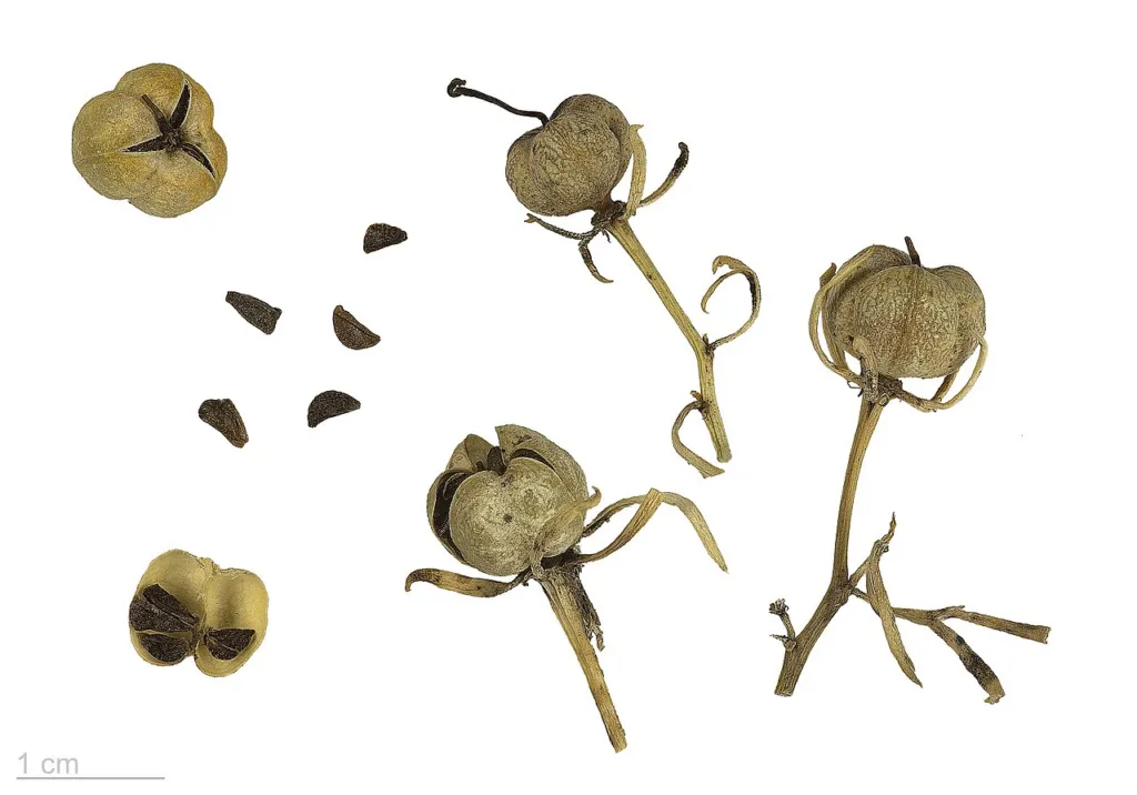 Dry Peganum harmala capsules on their stalks, split capsules and loose seeds on a white background