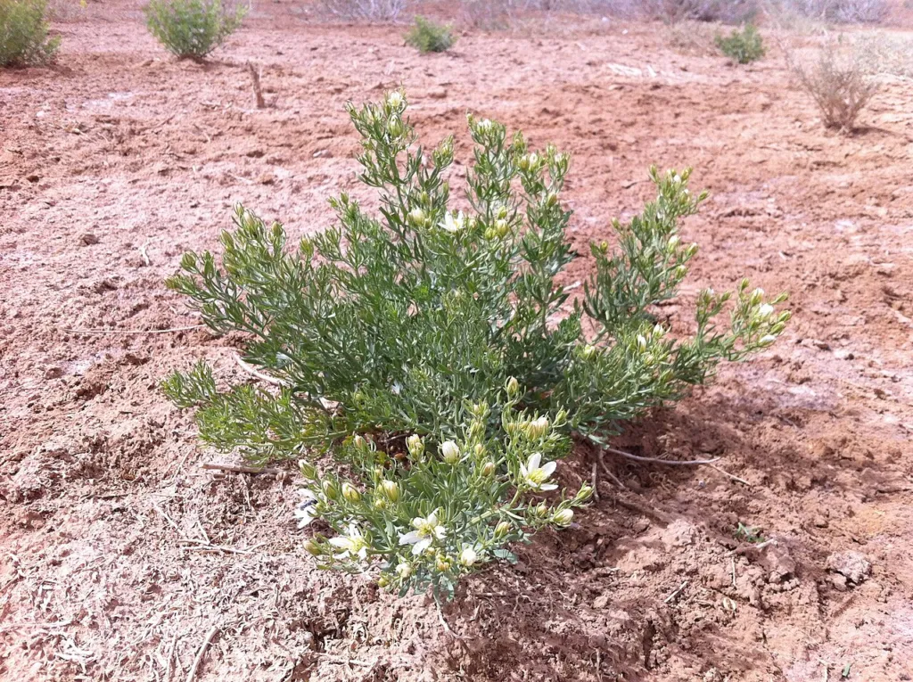 Harmal near Tozeur, Tunisia.