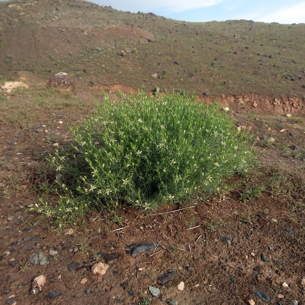 A wild harmal clump on a hillside in Iran.