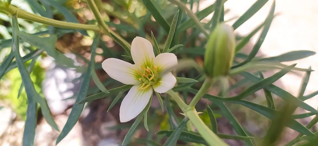Flower and buds of harmal, Akmachit.