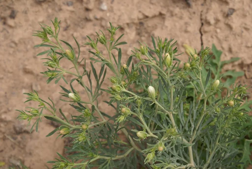 Peganum harmala in bud in its native range, Syria.