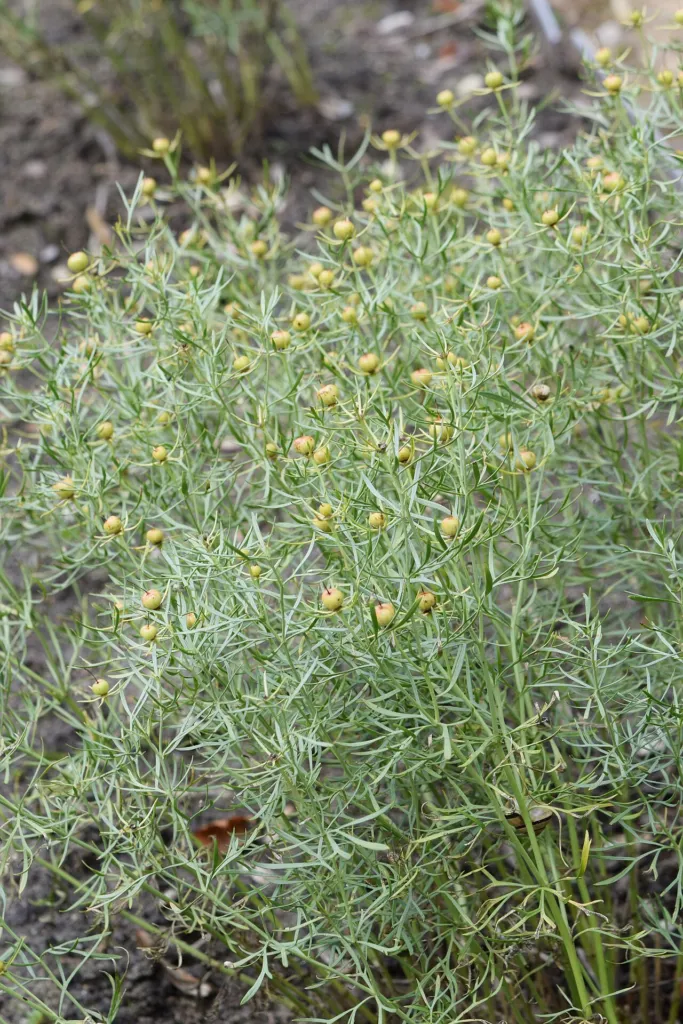 Harmal in cultivation at the botanical garden in Poznań, Poland.