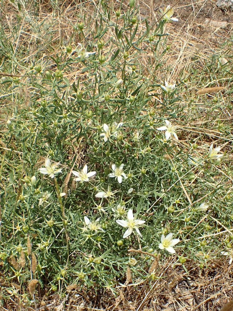 Harmal flowering in the Hrazdan valley, Yerevan, Armenia.