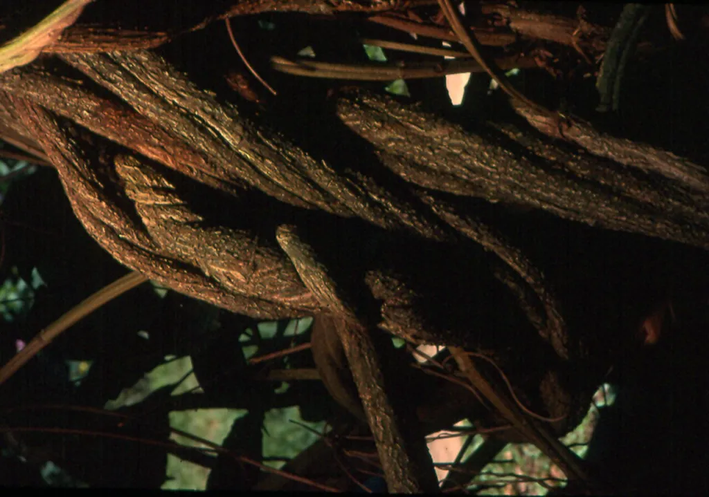 Trunk of a mature Banisteriopsis caapi vine, Centro Takiwasi botanical garden, Peru.