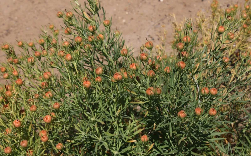 Syrian Rue (Peganum harmala): Sacred Smoke, Serious Risks