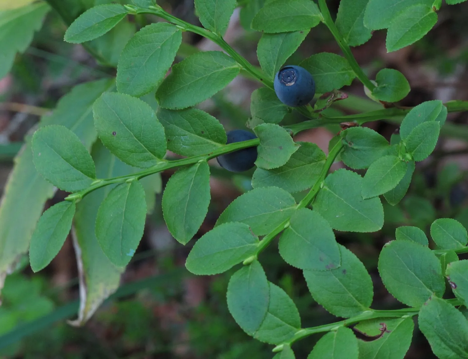 Figure F1. Vaccinium myrtillus in fruit in the valley of the Vellacher Kotschna, Carinthia, Austria, 2015: a low deciduo