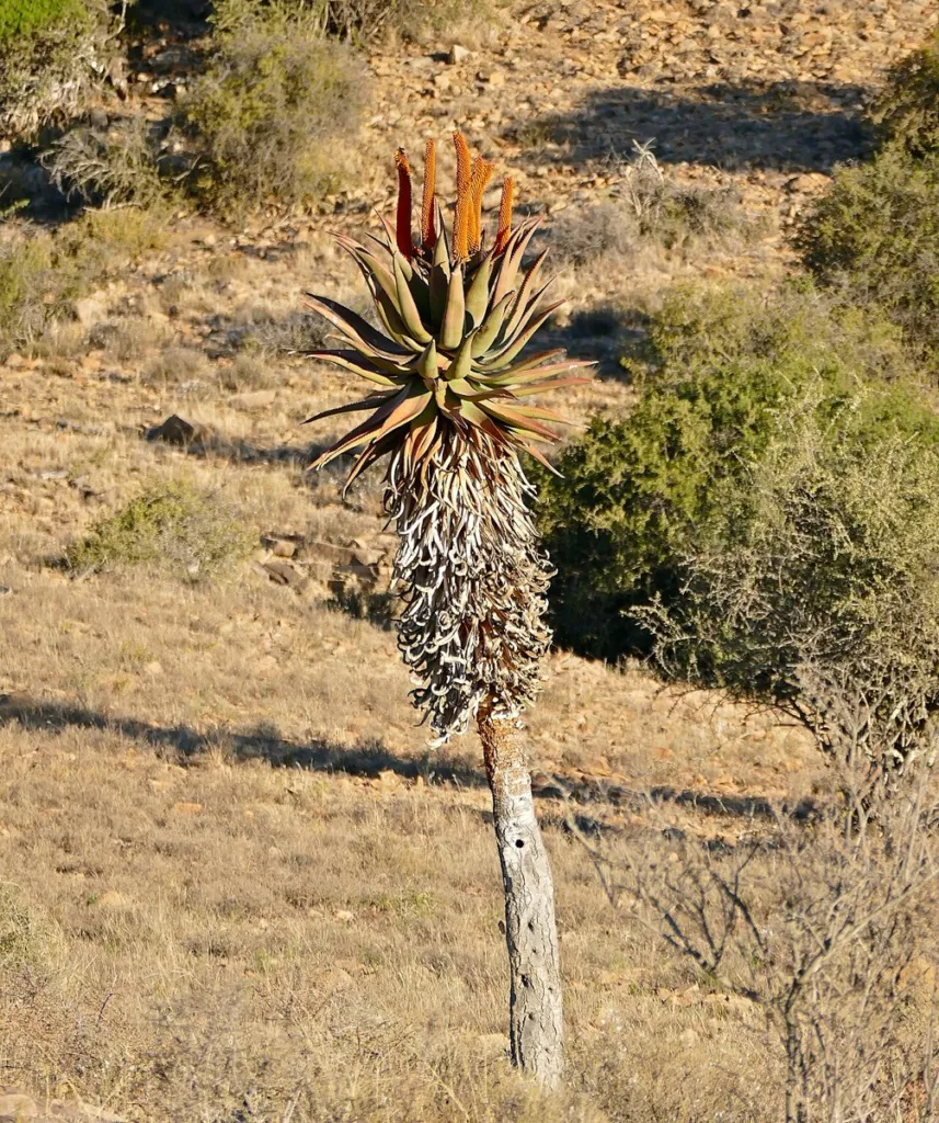 habit Figure 1. Aloe ferox in its native range, Mountain Zebra National Park, Eastern Cape, South Africa, photographed 29/09/2
