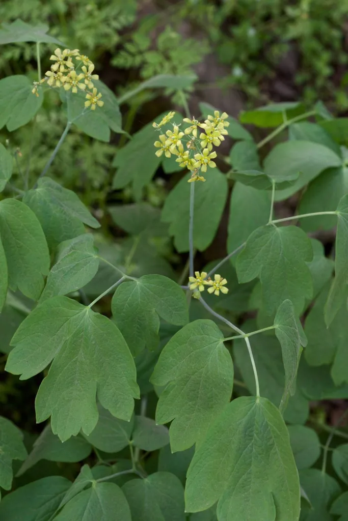 Figure 1. Blue cohosh in flower in spring woodland, Arkansas, USA, 14/04/2017: loose terminal clusters of small, yellow-