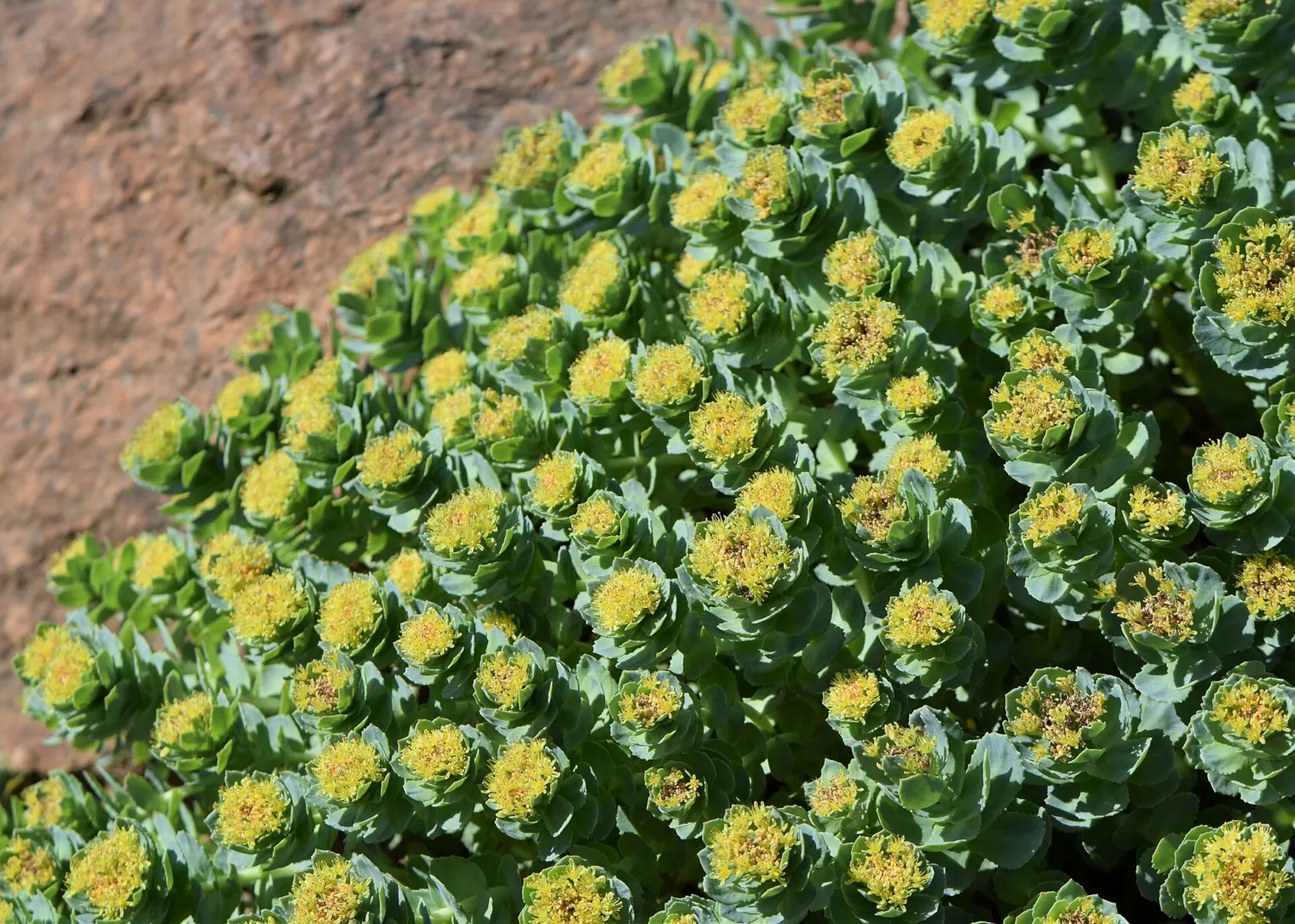 Figure 1. Rhodiola rosea L. in cultivation at the Botanischer Garten, Berlin-Dahlem, 09/05/2022: the dense terminal cyme