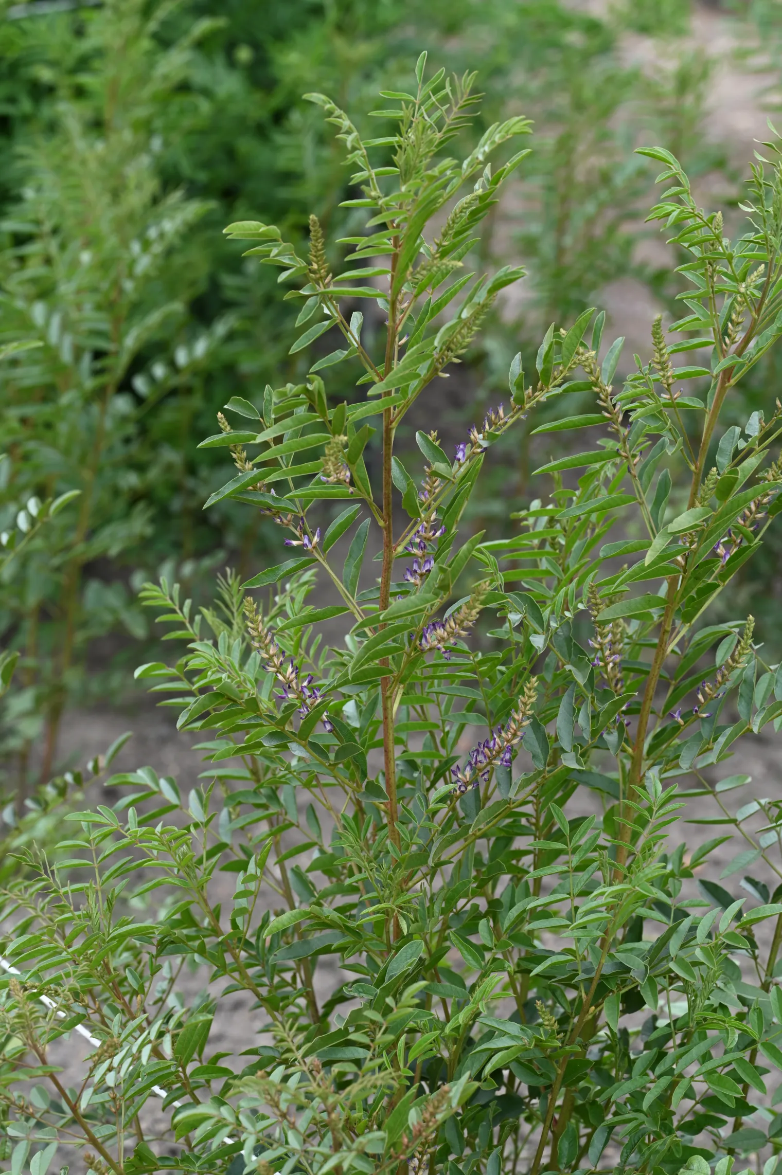 habit Figure 1. Glycyrrhiza glabra L. in cultivation at the Botanischer Garten, Berlin-Dahlem. Habit of a mature plant: an ere