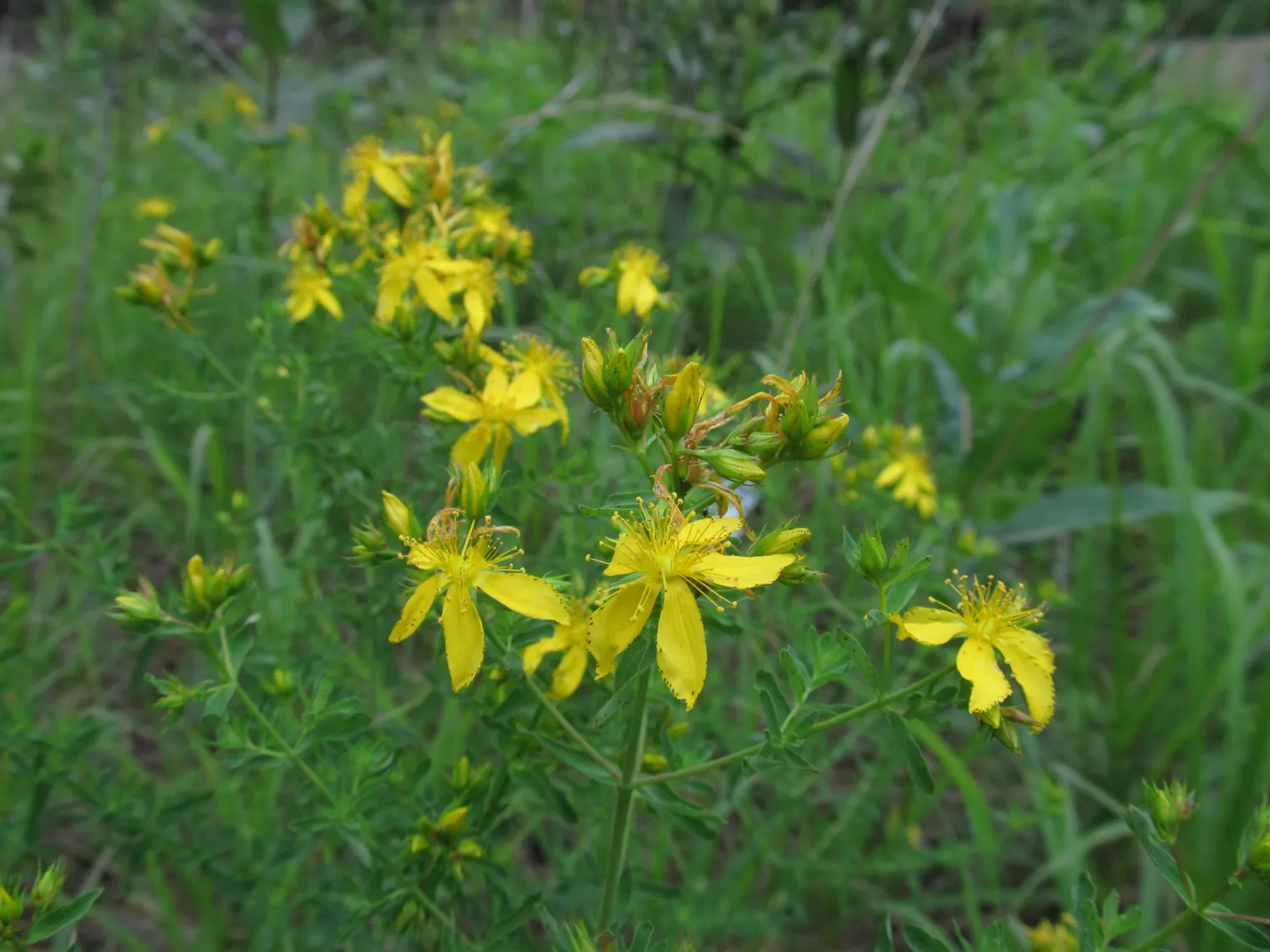Figure 1. Hypericum perforatum in flower, Castle Shannon near Pittsburgh, 19/06/2021. The flat-topped cymose inflorescen
