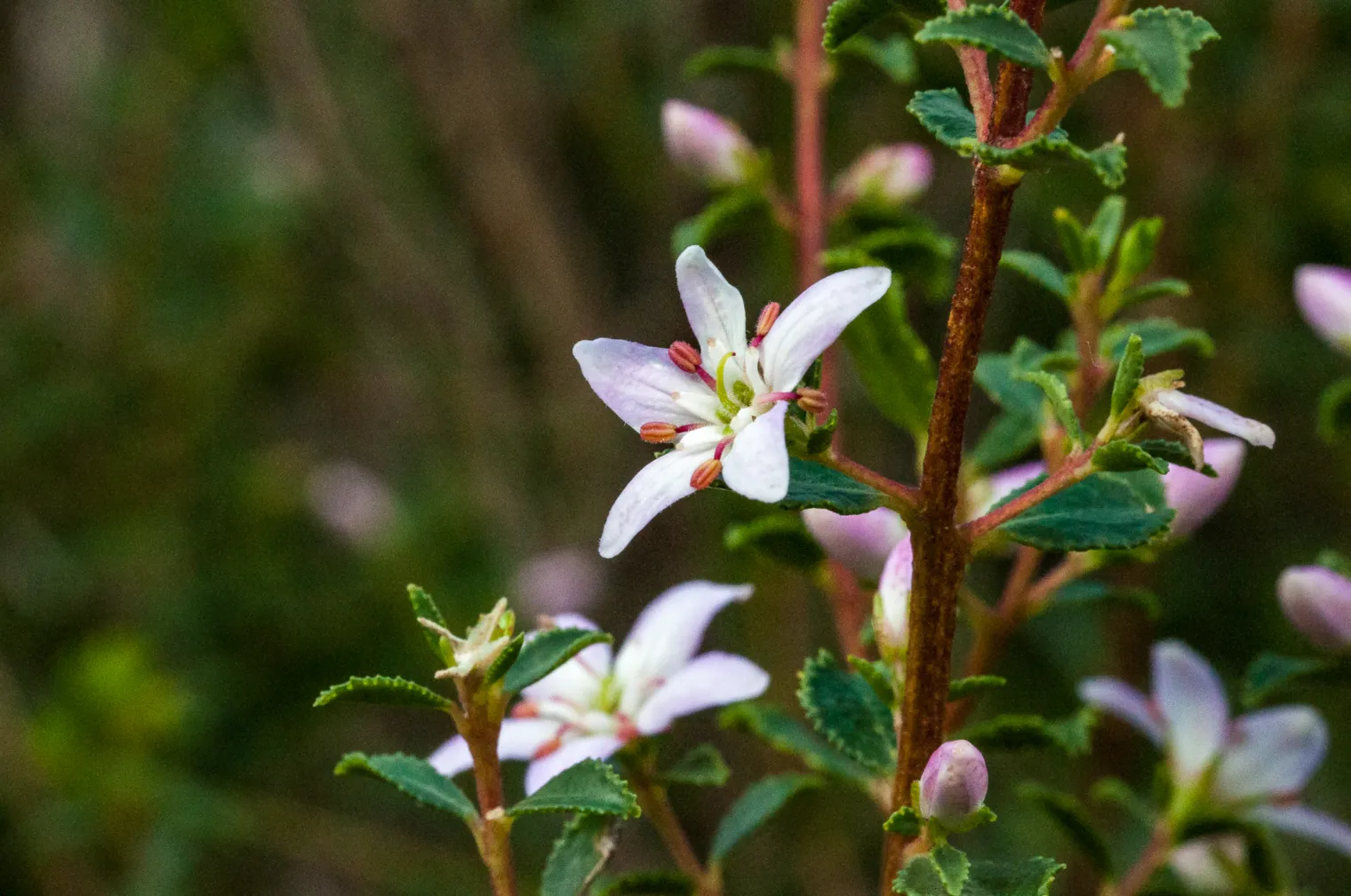 Figure F1. Agathosma betulina in flower on the Uitkyk river walk, Cederberg, Western Cape, South Africa, 06/08/2018. Rou