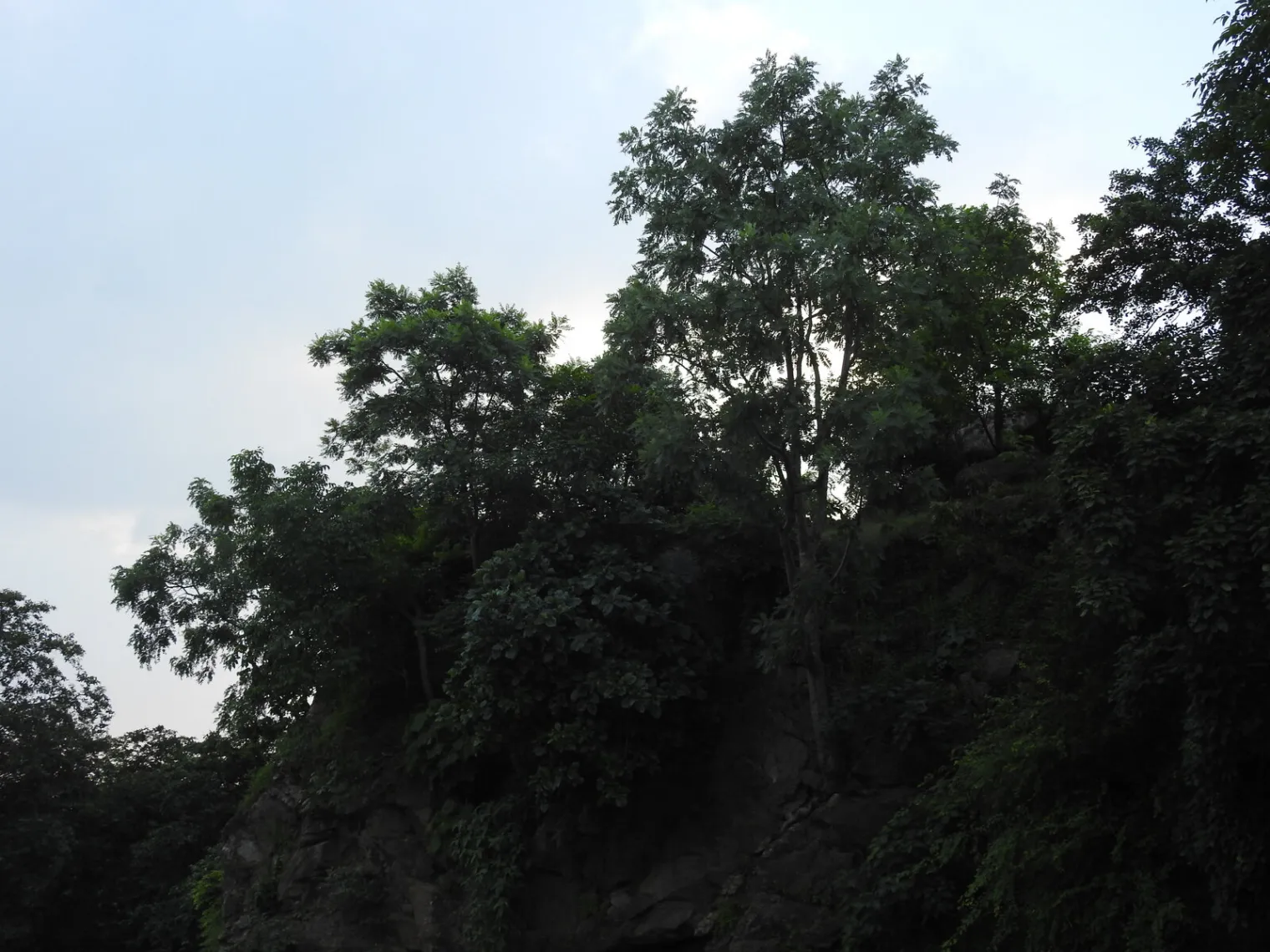 Figure F1. Boswellia serrata Roxb. ex Colebr. growing on a cliff in the Chakrabandha complex, Bihar, India, 01/09/2024. 
