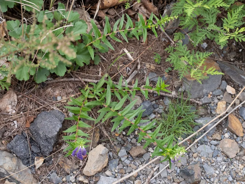 Figure 1. Scutellaria baicalensis growing wild on stony ground in China, 29/07/2023: several stems from one crown, crowd