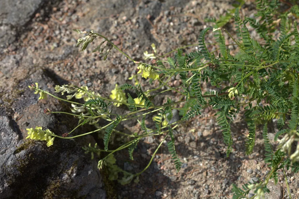 habit Figure 1. Astragalus mongholicus in cultivation at the Gothenburg Botanical Garden, Sweden, 01/06/2014 (garden accession