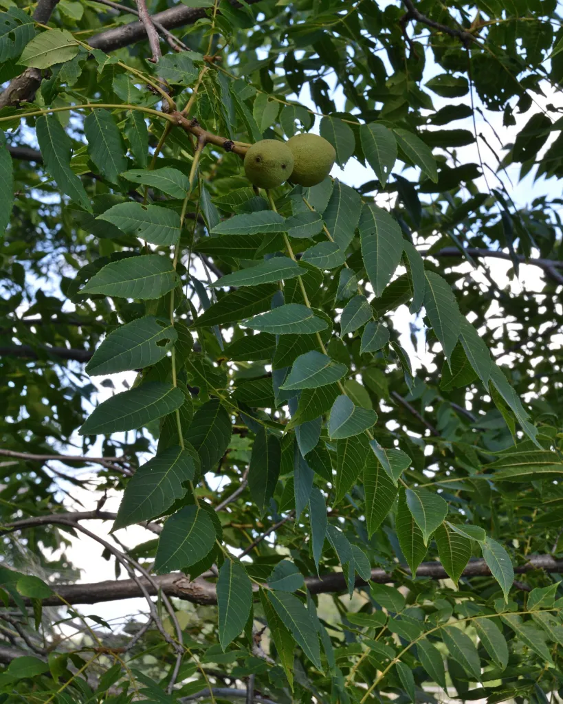 Figure 1. A young black walnut tree in leaf, Guelph, Ontario, Canada, 29/07/2020: long pinnate leaves with many narrow l