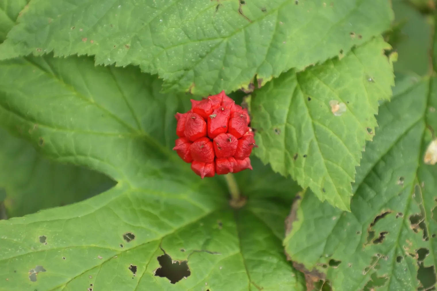 habit Figure 1. Hydrastis canadensis in fruit: the ripe red aggregate head sitting on the palmately lobed, doubly serrate leav