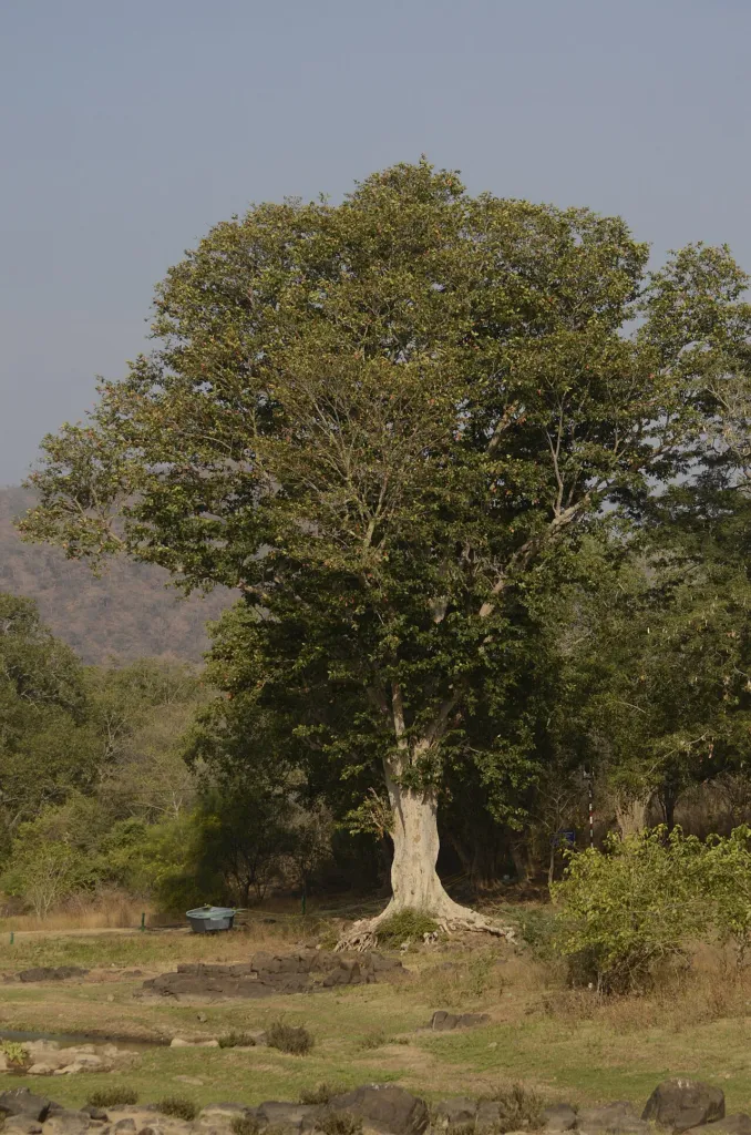 Figure 1. Terminalia arjuna, mature tree on the bank of the Kaveri River near Biligundlu, south India, 25/01/2014: buttr