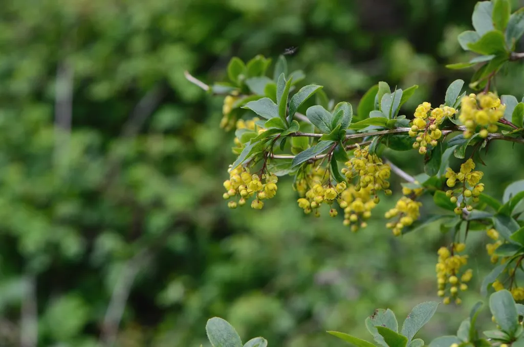 Figure 1. Berberis vulgaris in flower at Lilienfeld, Lower Austria, 31/05/2019: arching branches with clusters of small 