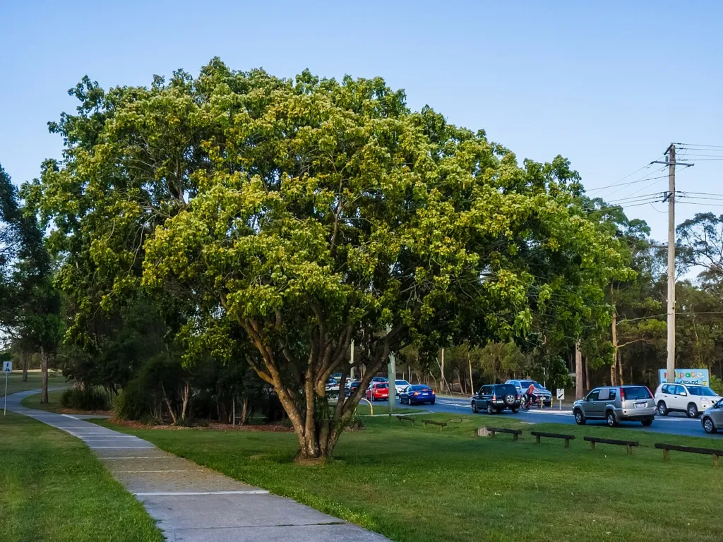 Figure 1. Albizia lebbeck in Marchant Park, Aspley, Brisbane, Queensland, photographed 29/11/2011: a broad, spreading, p