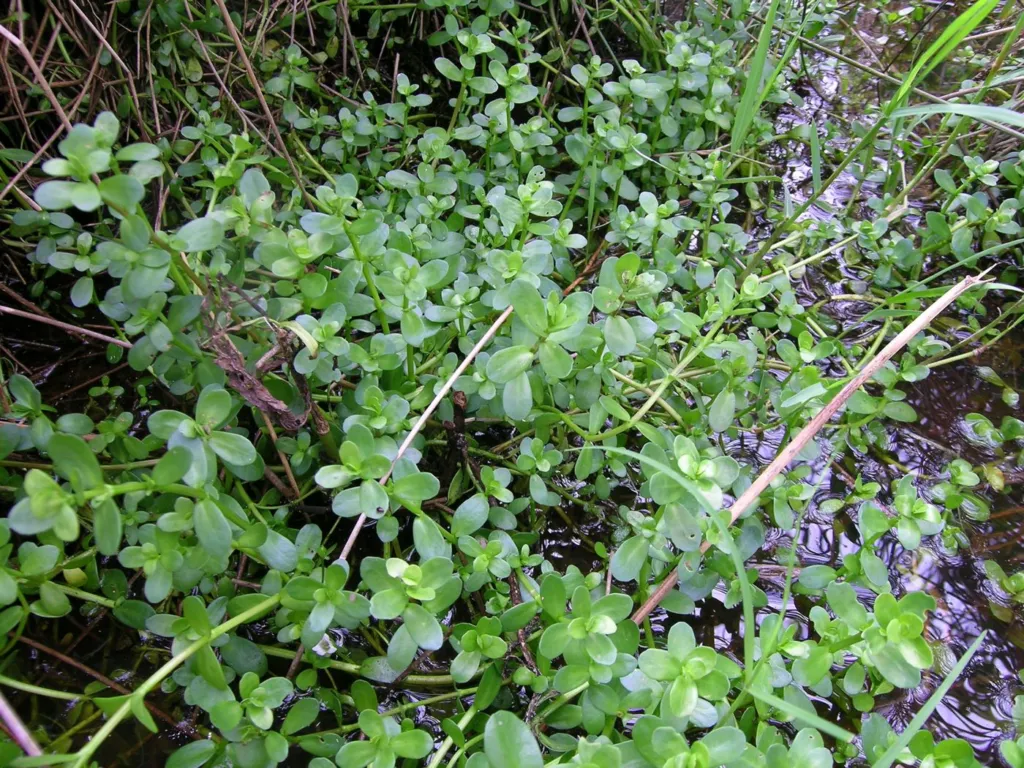 Figure 1. Bacopa monnieri growing wild at the edge of a freshwater pool, South West Rocks, New South Wales, 08/02/2008: