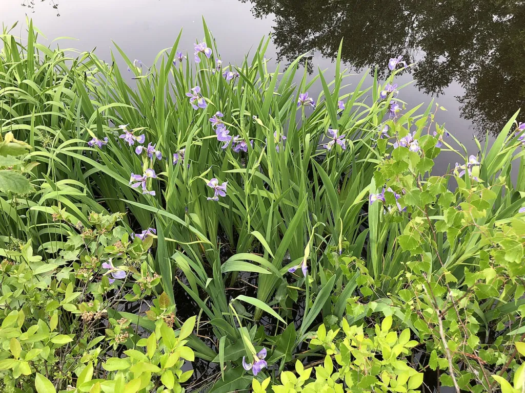 Figure 1. A clump of blue flag in flower at the edge of a stream, New Brooklyn Park, Winslow Township, New Jersey, USA,