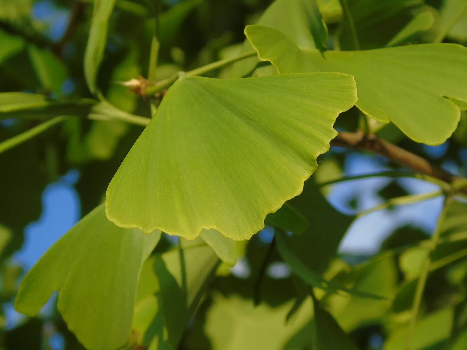 habit Figure 1. Ginkgo biloba in leaf, Ponferrada, León, Spain, 17/05/2018. Photo Fernando Losada Rodríguez, CC BY-SA 4.0, Wik