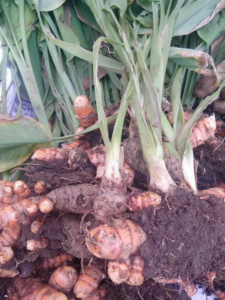 Figure F1. Curcuma longa freshly lifted at harvest, Salem, Tamil Nadu, India: leafy pseudostems still attached to the cl
