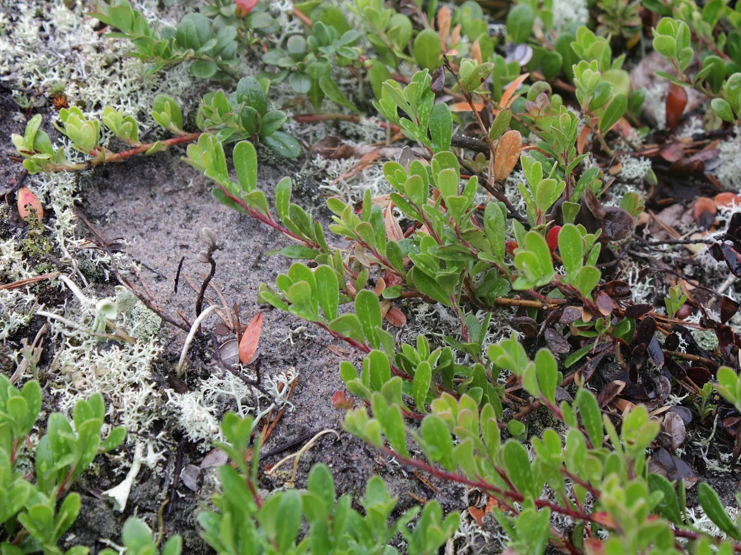 Figure F1. Arctostaphylos uva-ursi growing wild at Simo, Lapland, Finland, 2013: the prostrate evergreen mat of small le