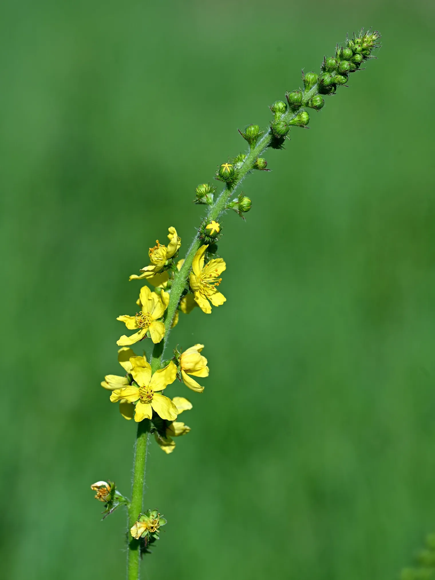Figure 1. Agrimonia eupatoria in flower, Sosnowo near Gryfino, north-west Poland, 08/08/2026: a slender terminal spike o