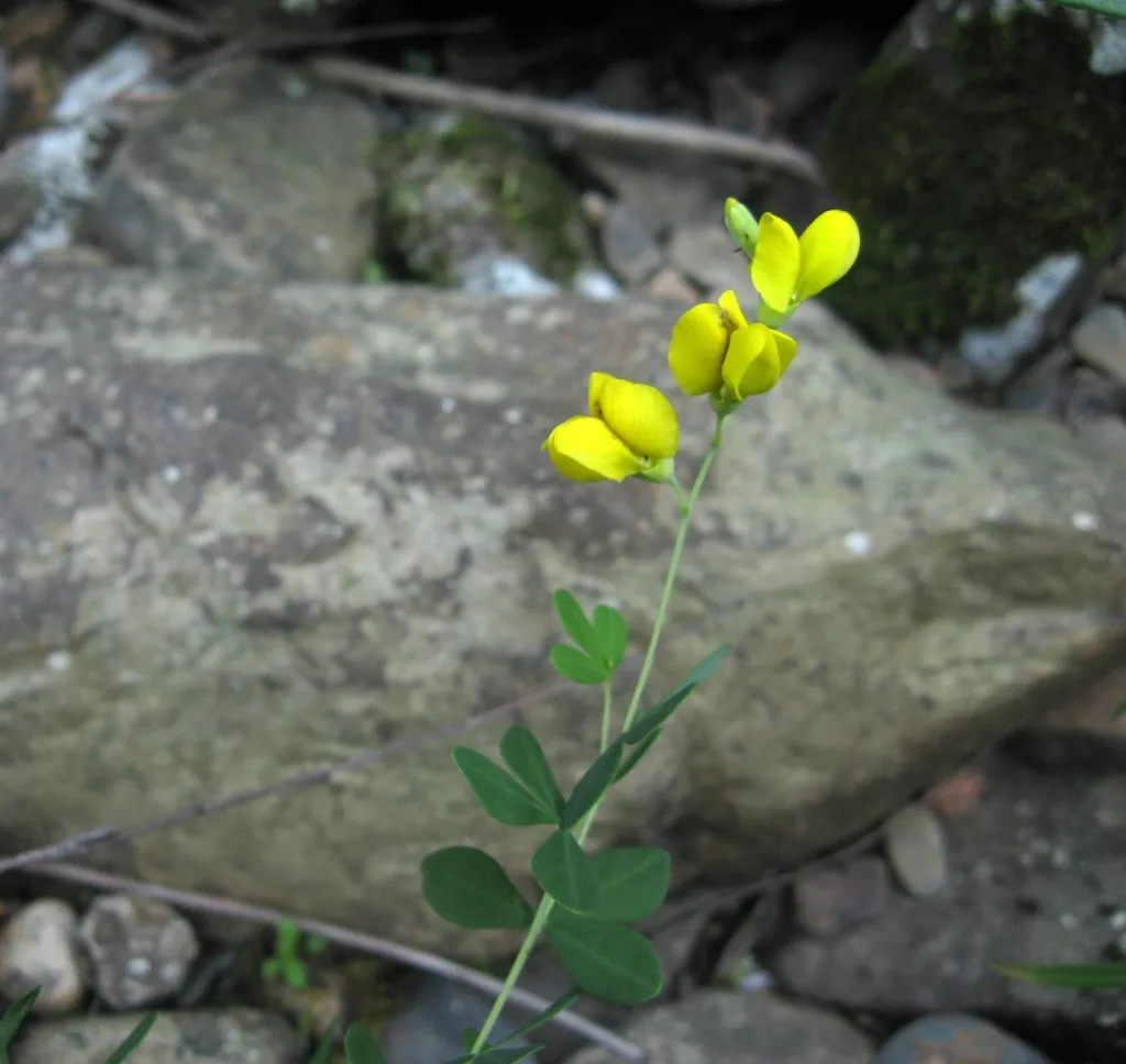 Figure 1. Baptisia tinctoria in flower on sandstone river-scour of the Caney Fork near Todd Town, Cumberland County, Ten