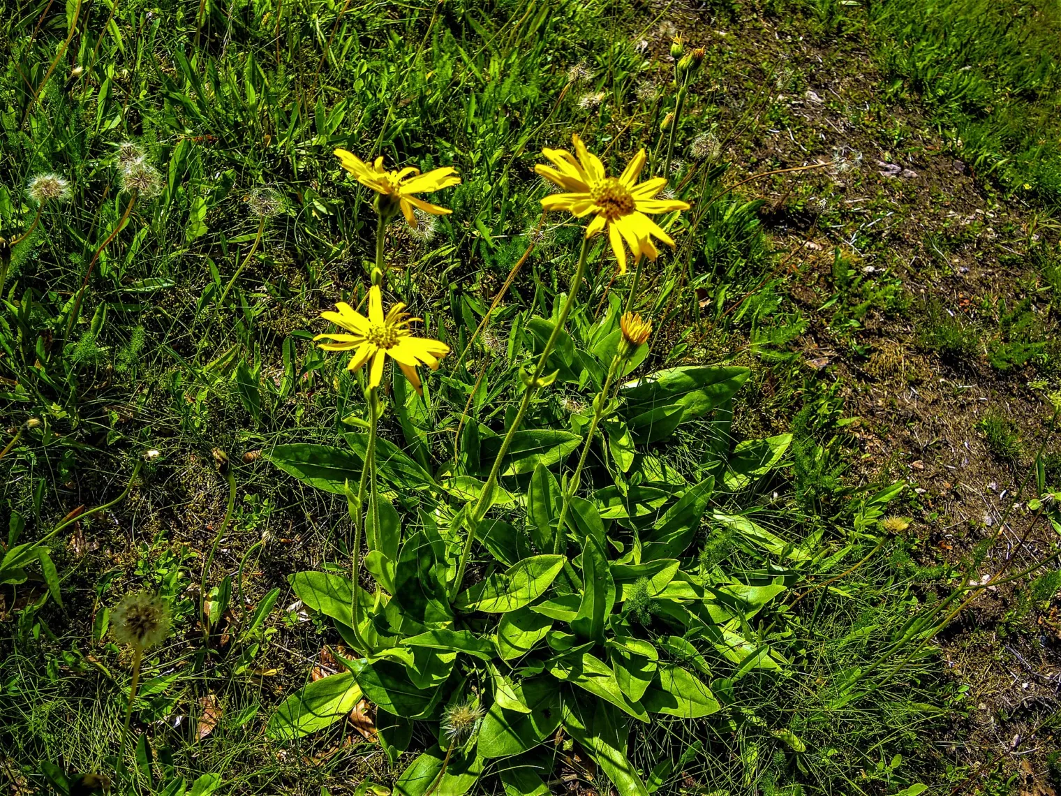 habit Figure 1. Arnica montana in flower on the summit pasture of the Planche des Belles Filles, Vosges, France, 23/06/2022: a