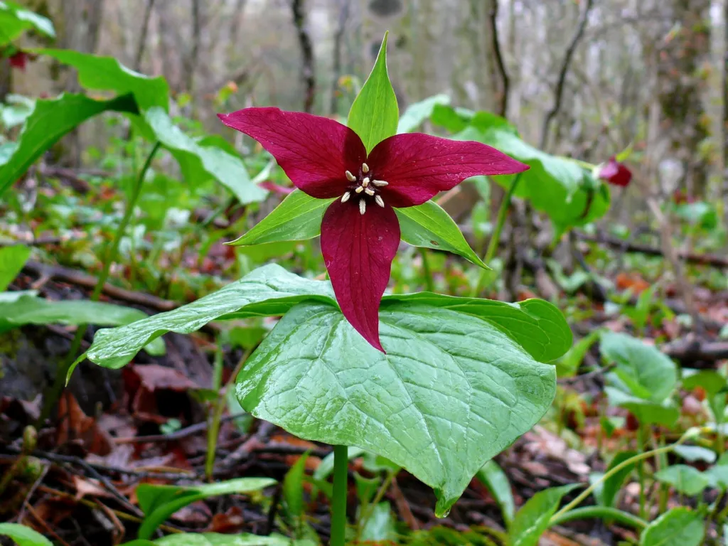 Figure 1. Trillium erectum in flower on the bank of the Williams River, Monongahela National Forest, West Virginia, USA,