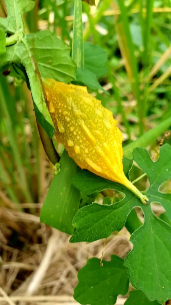 habit Figure F1. Momordica charantia growing wild at Bulgun, near Tully, Queensland, within 50 km of Cardwell, 2022: a ripenin