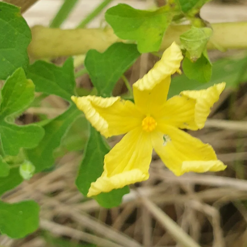 habit Figure F1b. A yellow, five-petalled unisexual flower of the same wild Bulgun plant, 28/06/2022. WHO describes the flower