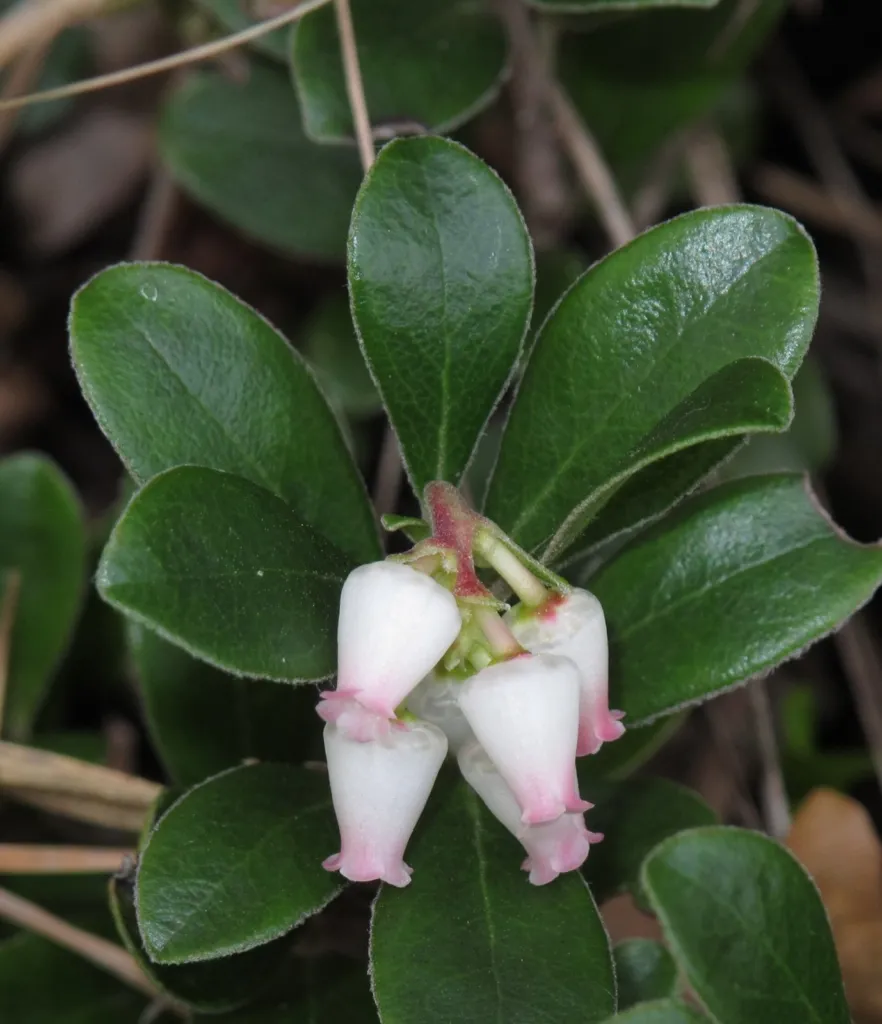 Figure F1b. Flowers of Arctostaphylos uva-ursi: urceolate, white to pink, in short terminal racemes, between Pregasina a