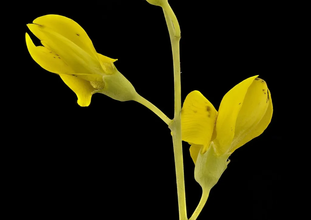 Figure 1b. Flowers of Baptisia tinctoria, Howard County, Maryland, USA, 19/07/2017: bright yellow pea-flowers on slender