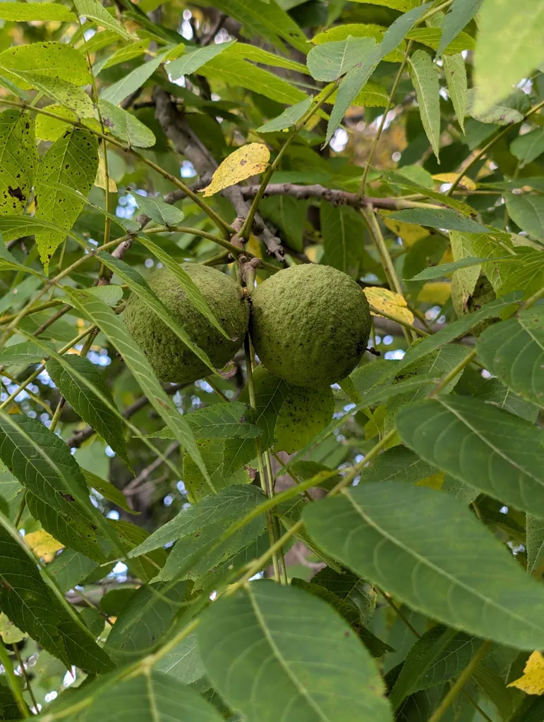 half Figure 1b. Black walnut fruits on the tree, each with its green, finely roughened hull, among the leaves; photographed 1