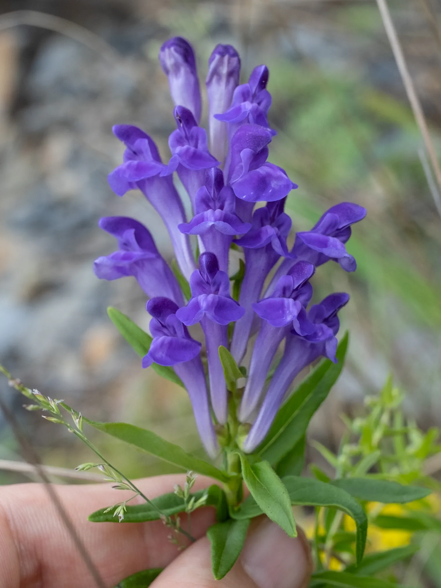 Figure 1b. Inflorescence of Scutellaria baicalensis in China: paired blue-purple two-lipped flowers in a one-sided termi